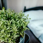 Wake Up Wellness By Goodnite Cz Brno