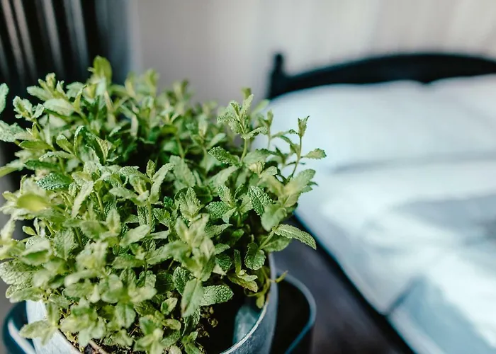 Wake Up Wellness By Goodnite Cz Brno